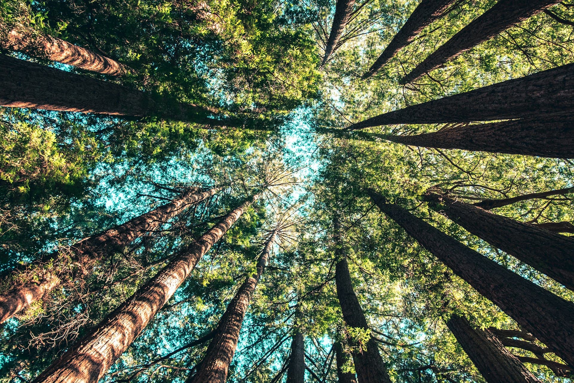 Mission 40K: Tree Plantation